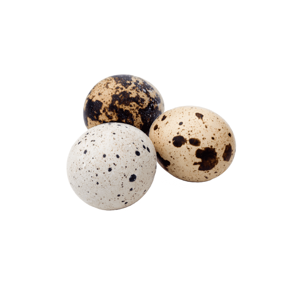 Farm Quail Eggs – Seeds House